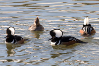 Hooded Merganser (Lophodytes cucullatus)