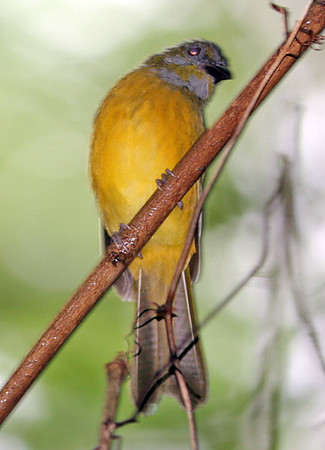 Tropical Kingbird (Tyrannus melancholicus)