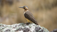 Andean Flicker (Colaptes rupicola)
