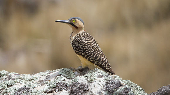 Andean Flicker (Colaptes rupicola)