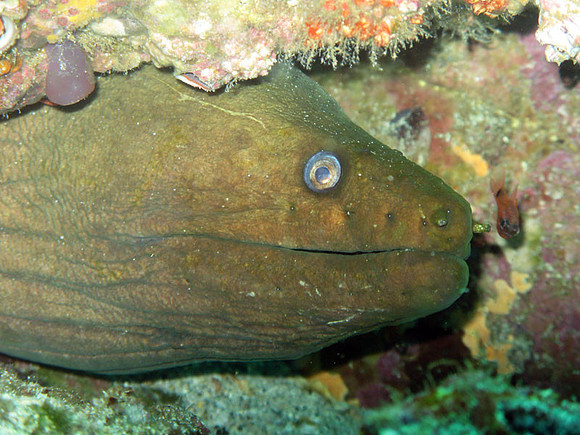 IMG_2250-greeneel