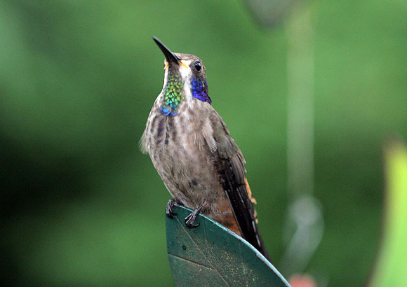 Brown Violetear (Colibri delphinae)
