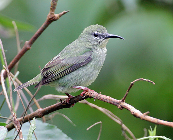 Red-legged Honeycreeper (Cyanerpes cyaneus) female