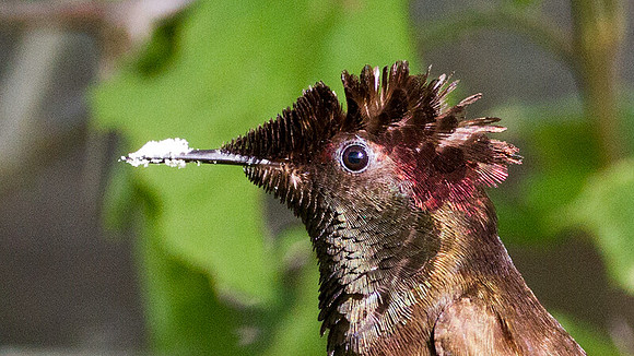 Ruby-topaz Hummingbird (Chrysolampis mosquitus) male