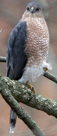 Cooper's Hawk (Accipiter cooperii)