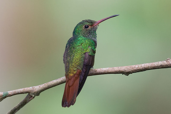 Rufous-tailed Hummingbird (Amazilia tzacatl)