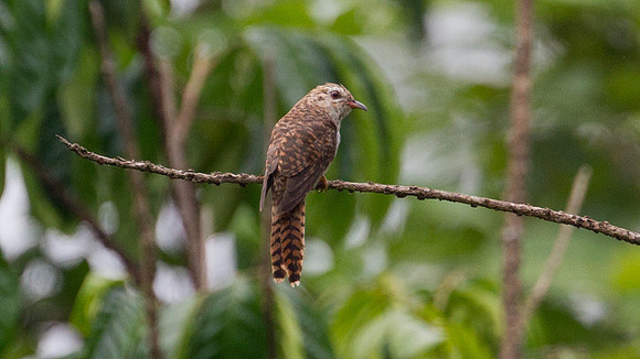 Plaintive Cuckoo (Cacomantis merulinus) hepatic morph female