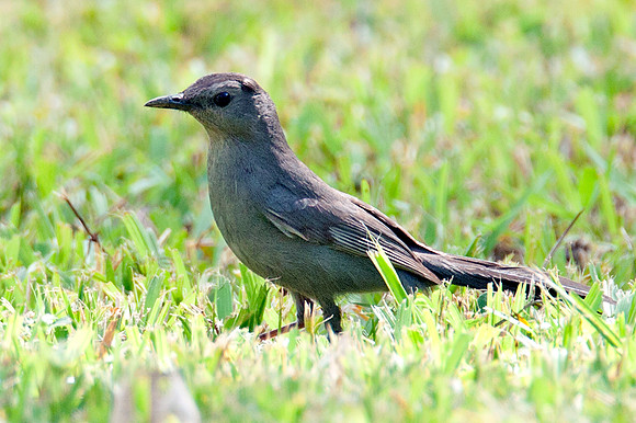 Gray Catbird (Dumetella carolinensis)