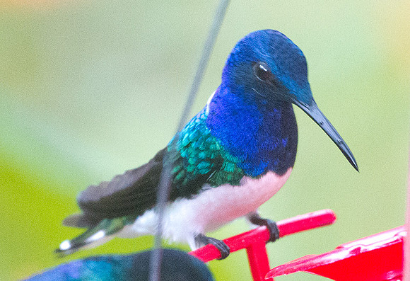 White-necked Jacobin (Florisuga mellivora)