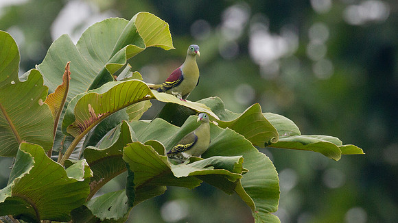 Thick-billed Green Pigeon (Treron curvirostra) male, female