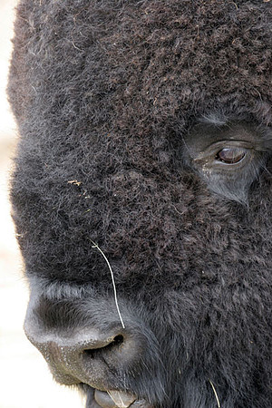 American Bison (Bison bison) also known as American Buffalo