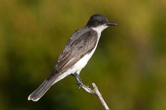 Eastern Kingbird (Tyrannus tyrannus)
