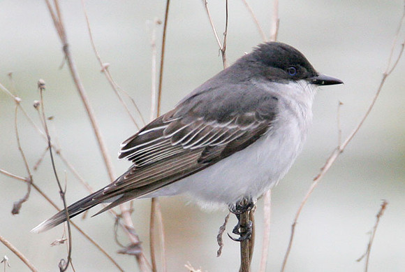 Eastern Kingbird (Tyrannus tyrannus)