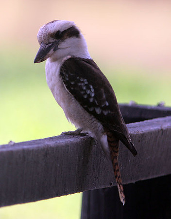 Laughing Kookaburra (Dacelo novaeguineae)