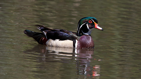 Wood Duck (Aix sponsa)