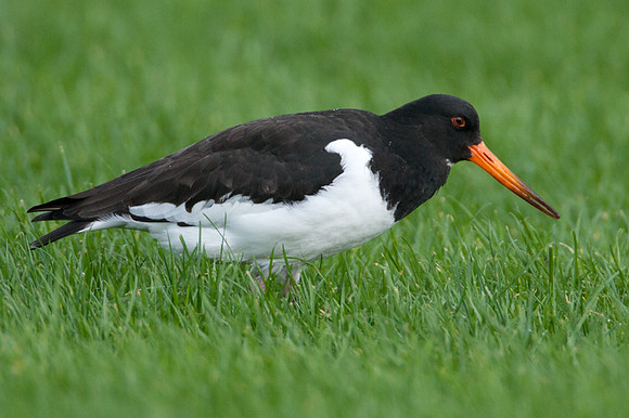 Eurasian Oystercatcher (Haematopus ostralegus) also known as Common Pied Oystercatcher
