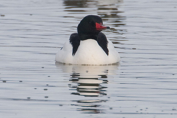 Common Merganser or Goosander (Mergus merganser)