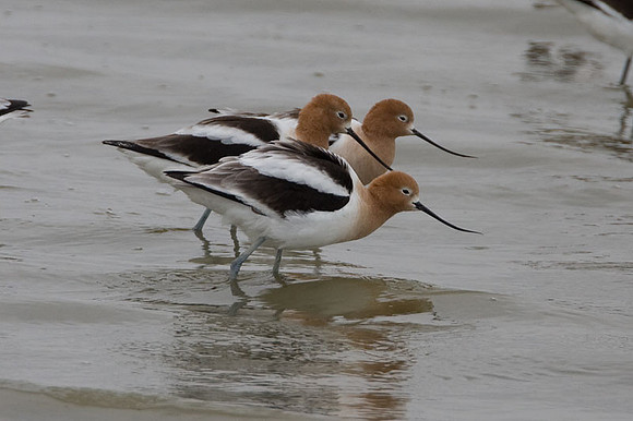 American Avocet (Recurvirostra americana)