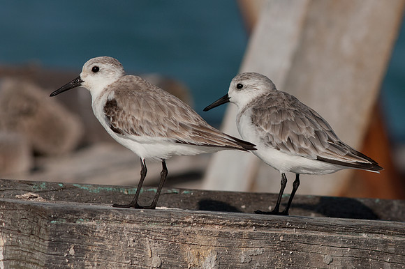 Sanderling (Calidris alba)