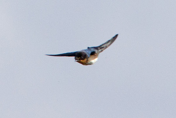 Barn Swallow (Hirundo rustica)