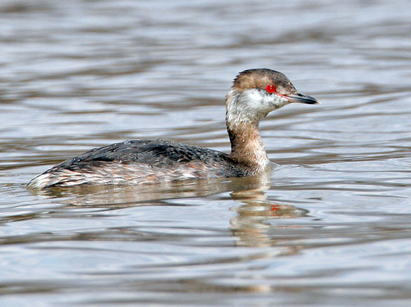 Horned Grebe (Podiceps auritus) winter plumage; also known as Slavonian Grebe