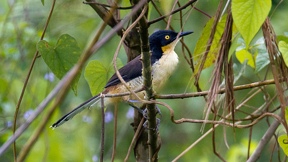 Black-capped Donacobius (Donacobius atricapilla)