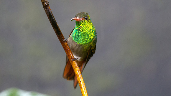 Rufous-tailed Hummingbird (Amazilia tzacatl)