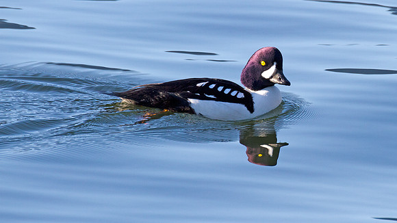 Barrow's Goldeneye (Bucephala islandica)