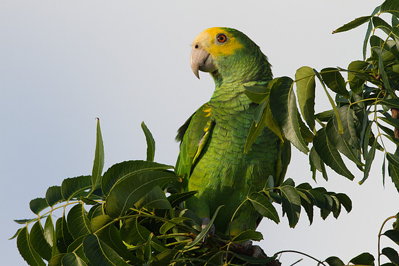 Yellow-shouldered Amazon (Amazona barbadensis)