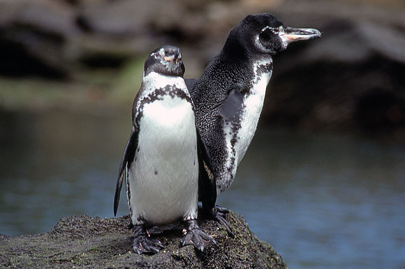 Galapagos Penguin (Spheniscus mendiculus)
