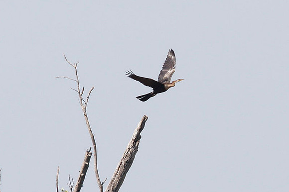 Anhinga (Anhinga anhinga)