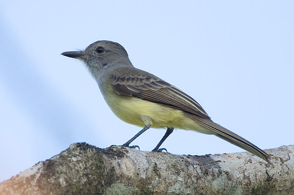 Panama Flycatcher (Myiarchus panamensis)