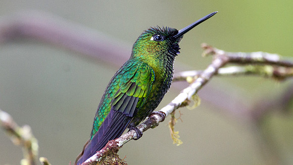 Green-crowned Brilliant (Heliodoxa jacula)
