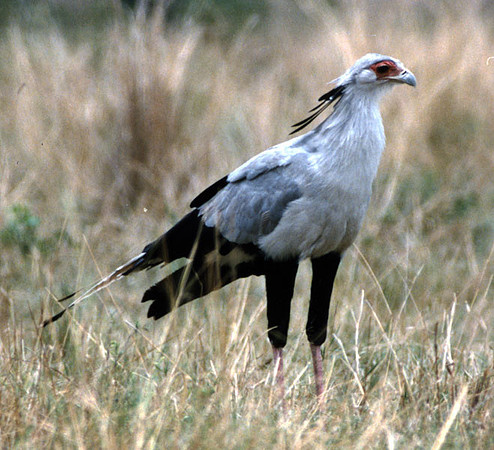 Secretarybird (Sagittarius serpentarius)