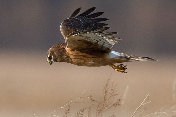 Hen Harrier (Circus cyaneus) immature; or Northern Harrier