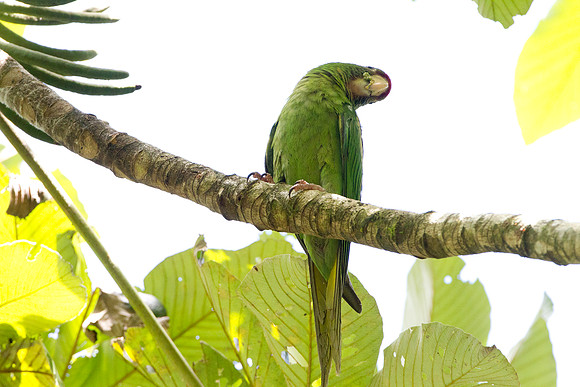 Mitred Parakeet (Aratinga mitrata)