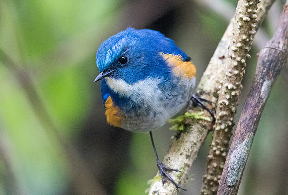 Himalayan bluetail (Tarsiger rufilatus) Male