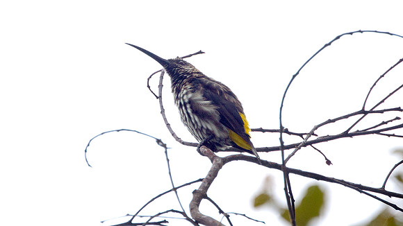 Whitehead's Spiderhunter (Arachnothera juliae)