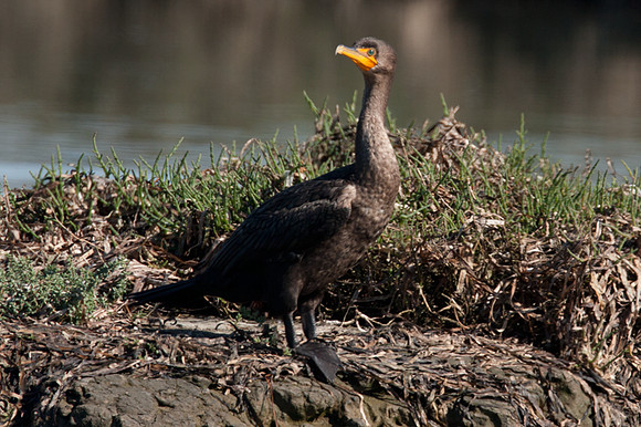 Double-crested Cormorant (Phalacrocorax auritus)