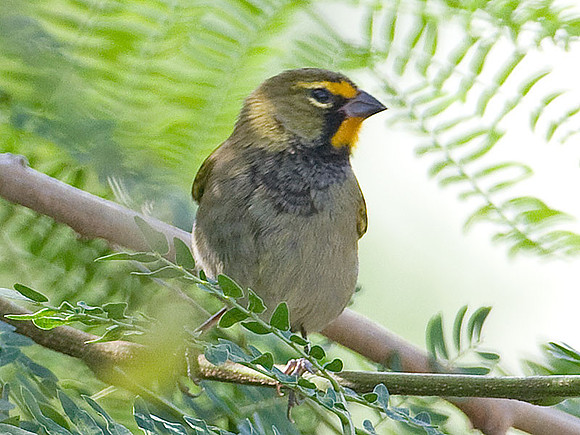 Yellow-faced Grassquit (Tiaris olivaceus) male