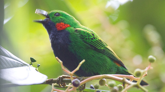 Orange-eared Tanager (Chlorochrysa calliparaea)