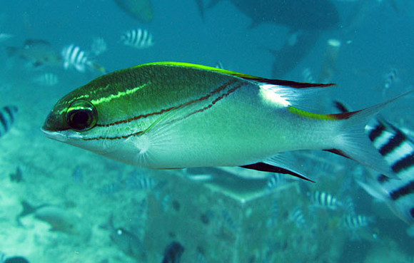 fish
