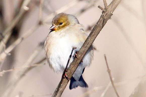 American Goldfinch (Carduelis tristis)