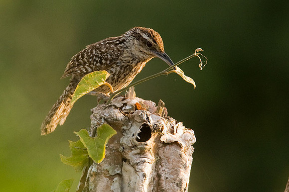 Yucatan Wren (Campylorhynchus yucatanicus)