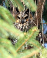 Long-eared Owl (Asio otus)