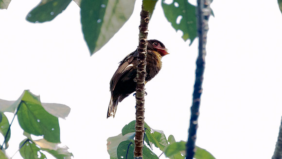 Dusky Broadbill (Corydon sumatranus)