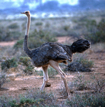 Ostrich (Struthio camelus)