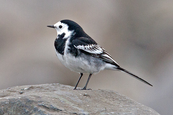White Wagtail (Motacilla alba)