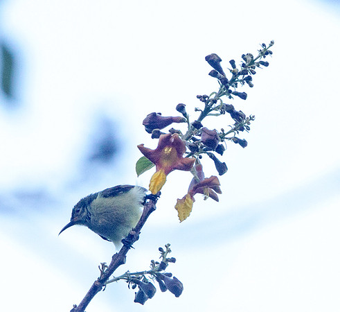 Purple-throated sunbird (Leptocoma sperata) Juv