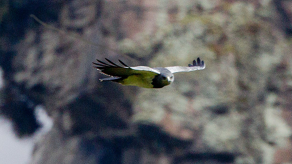 Black-chested Buzzard-Eagle (Geranoaetus melanoleucus)